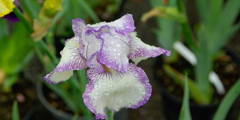 iris flower with water dew