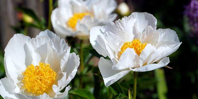 peonies blooming