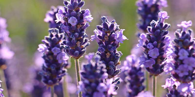 When To Plant Lavender